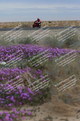 media/Jan-14-2023-SoCal Trackdays (Sat) [[497694156f]]/Turn 14 Exit Bloomig (145pm)/